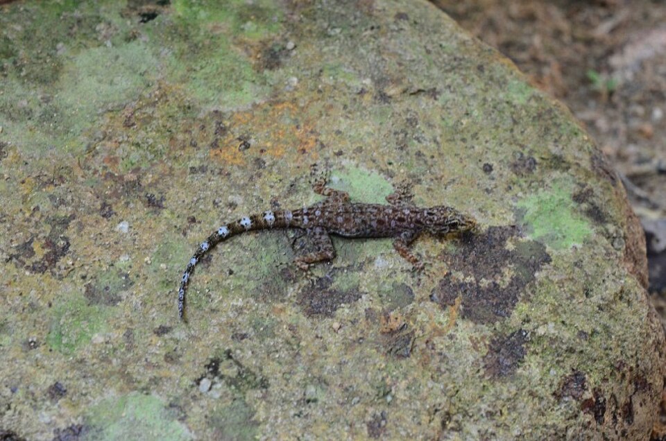 File:Cnemaspis bidongensis (10.3897-zookeys.985.54737) Figure 6.jpg