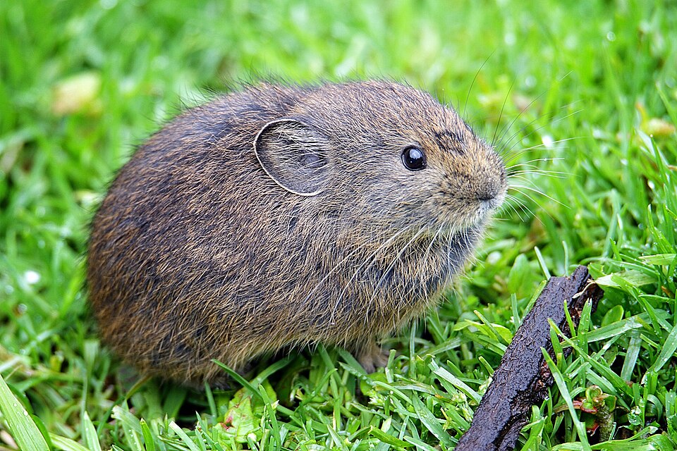 File:Himalayan Pika basking in the sun.jpg