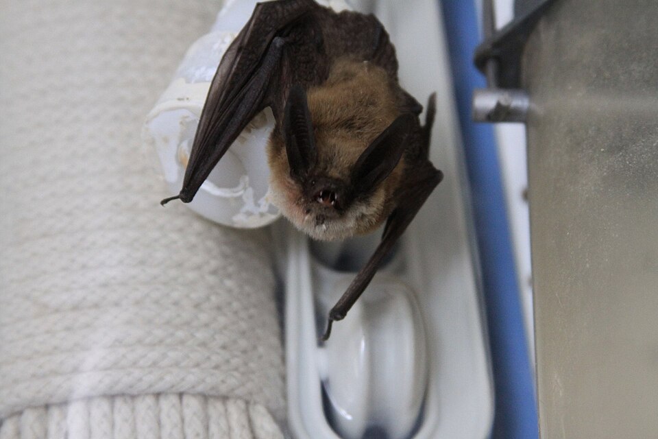 File:Long-eared myotis.jpg