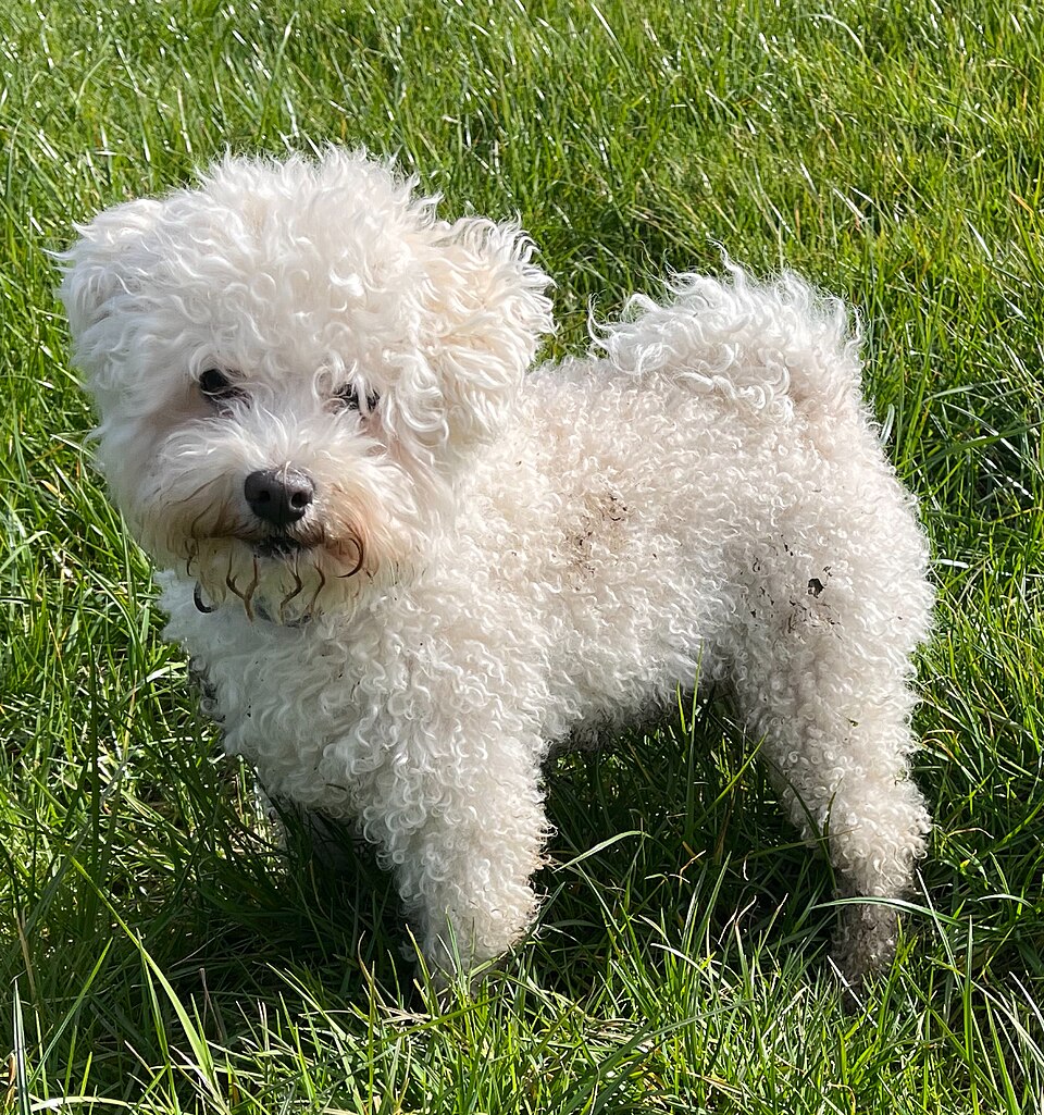 File:Male adult bolognese dog.jpg