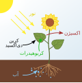 فارسی