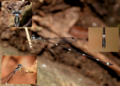 Thumbnail for version as of 02:55, 15 June 2021