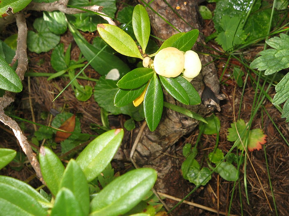 File:Rhododendron ferrugineum with gall02.jpg