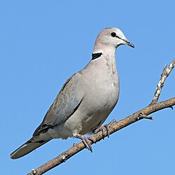 Ring-necked dove Streptopelia capicola damarensis Namibia