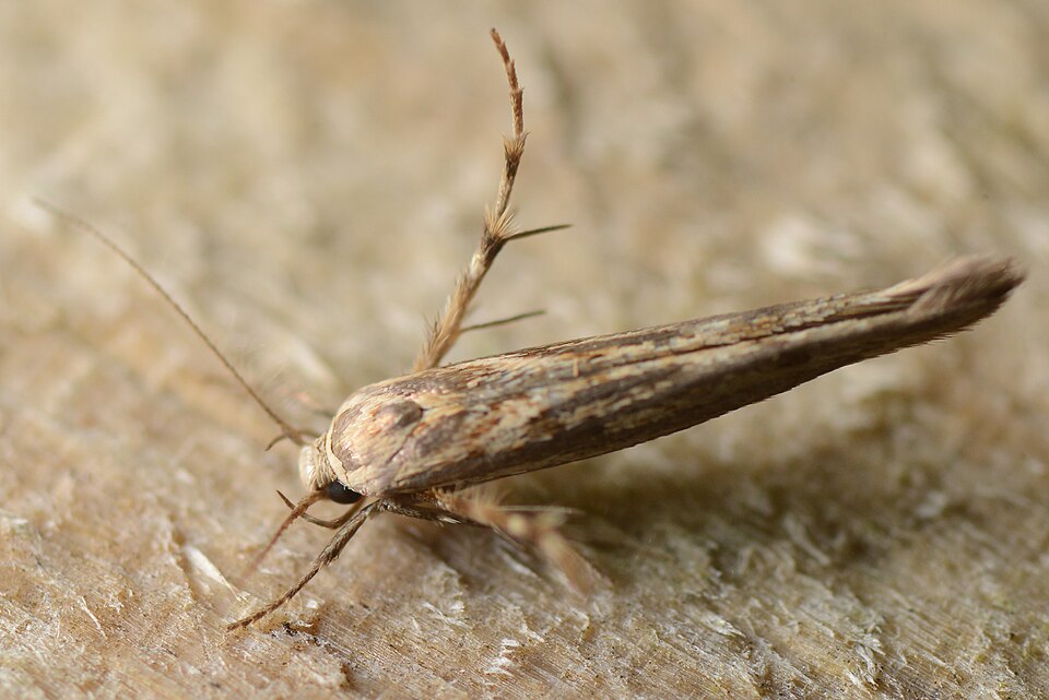 File:Stathmopoda plumbiflua.jpg