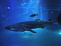 Whale shark in Osaka Aquarium