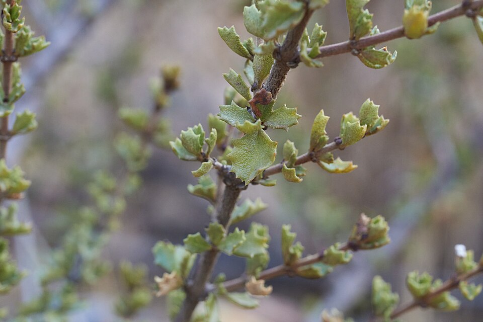 File:20241127-cerro-bola-ceanothus.jpg