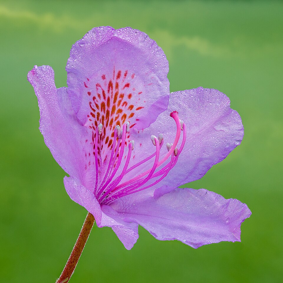 File:Bloeiwijze Rhododendron (Rhododendron ponticum). 19-05-2026 (d.j.b.).jpg