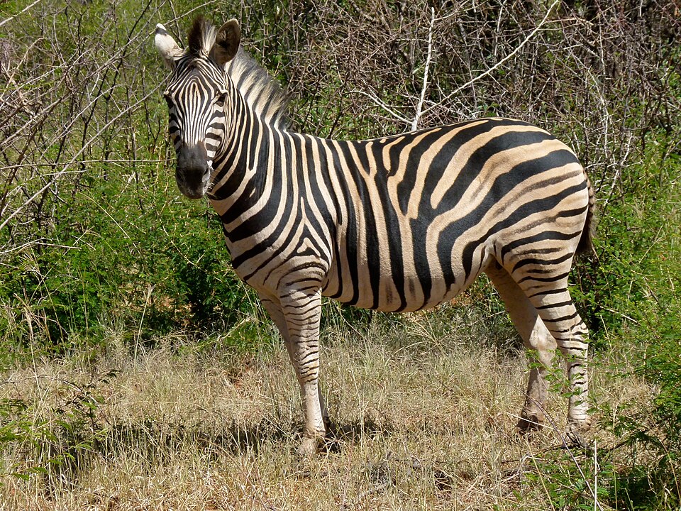 File:Burchell's Zebra (Equus quagga burchellii) (7031853939).jpg