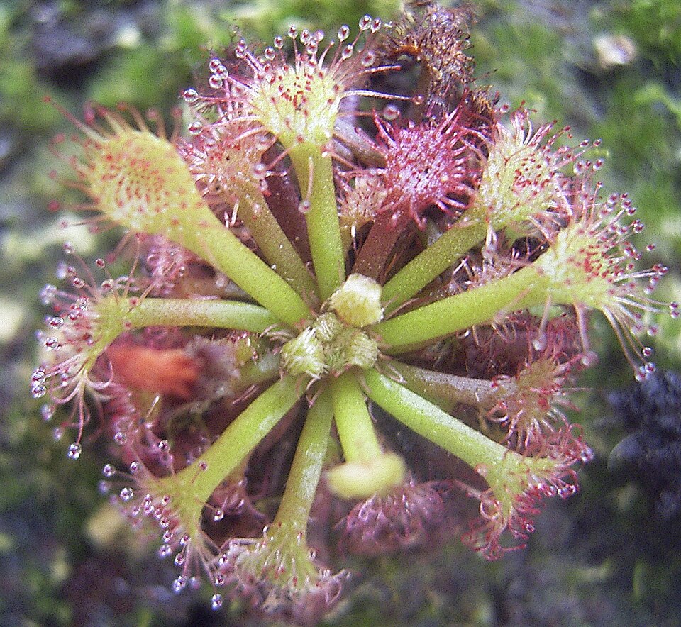 File:Drosera felix.jpg
