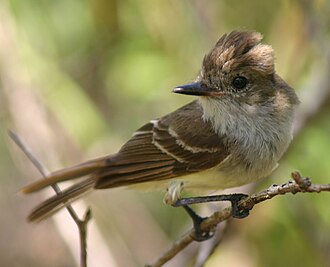 Galápagos flycatcher Myiarchus magnirostris ♂ Galapagos Islands