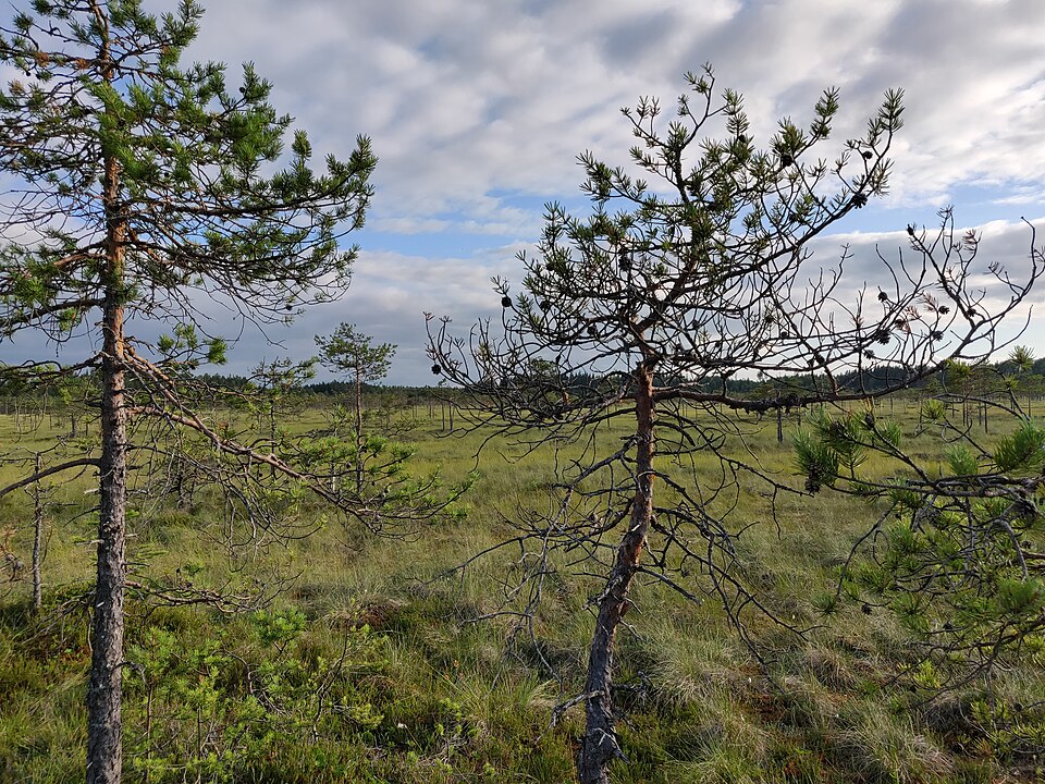 File:Linnaistensuo swamp, Lahti, Finland.jpg