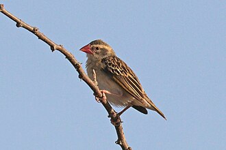 Female Q. q. aethiopica in non-breeding plumage, Ethiopia