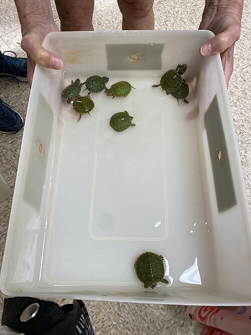 File:Red-ear slider hatchlings.jpg