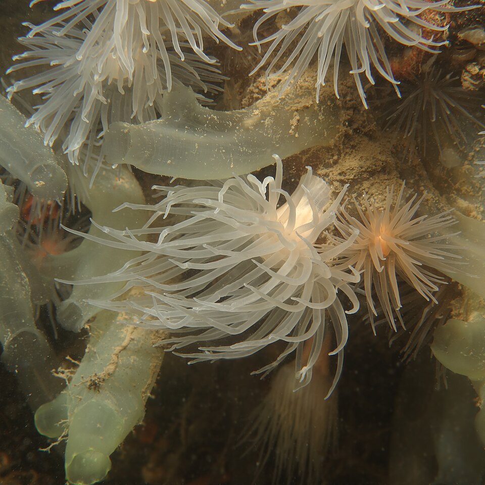 File:Sea Loch Anemone.jpg