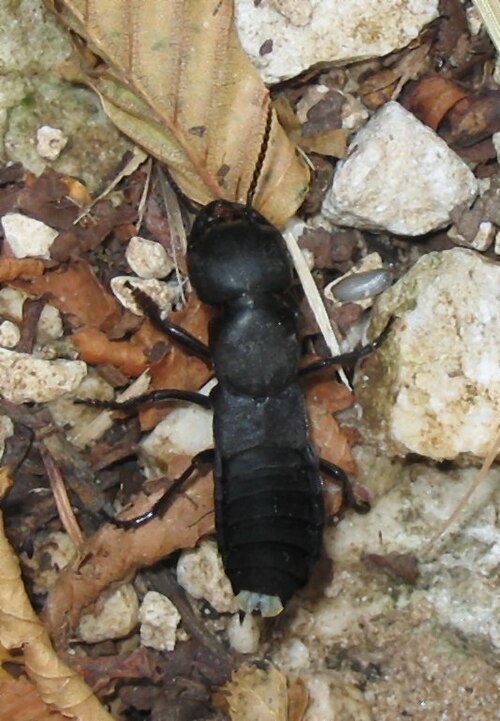 File:Staphylinus olens glandulae.jpg
