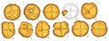 Amber 'sun discs'.