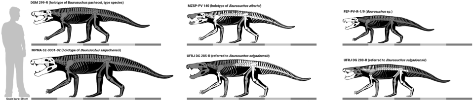 File:Baurusuchus specimen guide.png