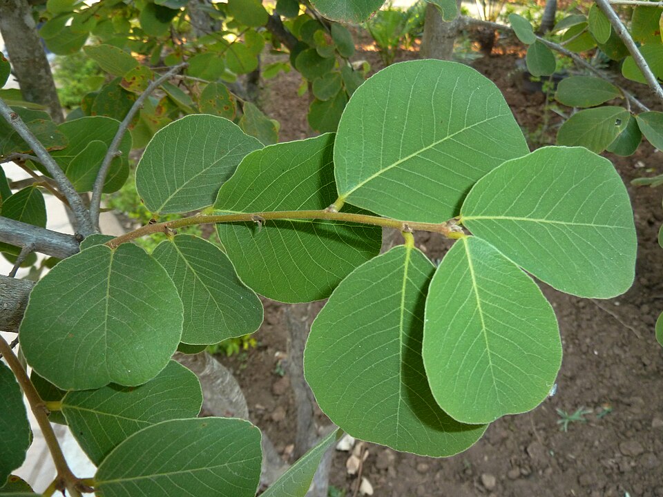 File:Bridelia mollis, loof, a, Voortrekkerbad.jpg