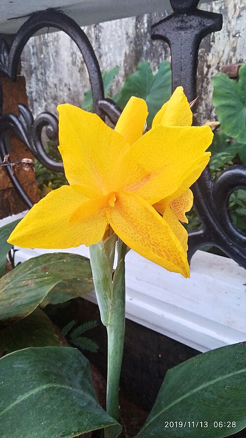 File:Cann indica flower.jpg