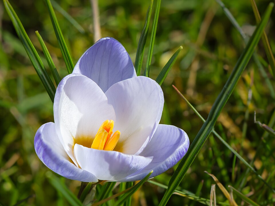 File:Crocus vernus 20150308.jpg