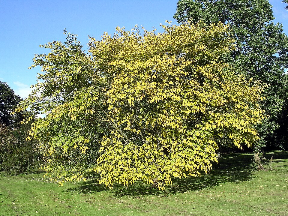 File:Golden Wych Elm.jpg