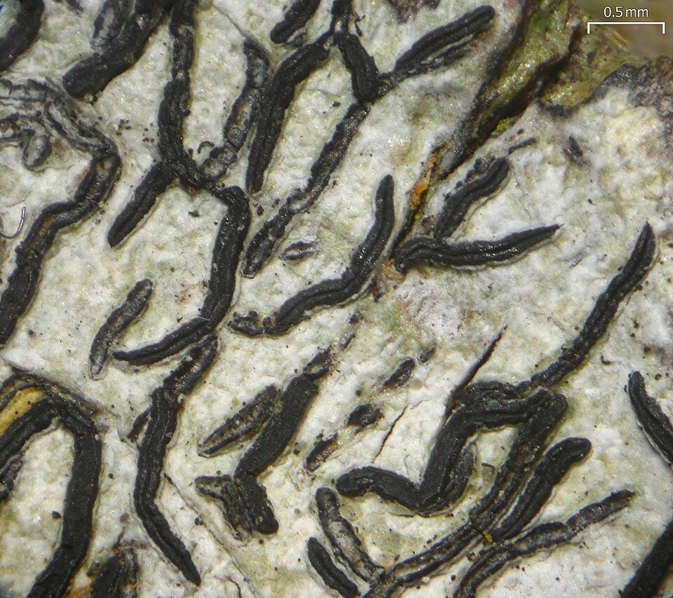 File:Graphis desquamescens - Flickr - pellaea.jpg