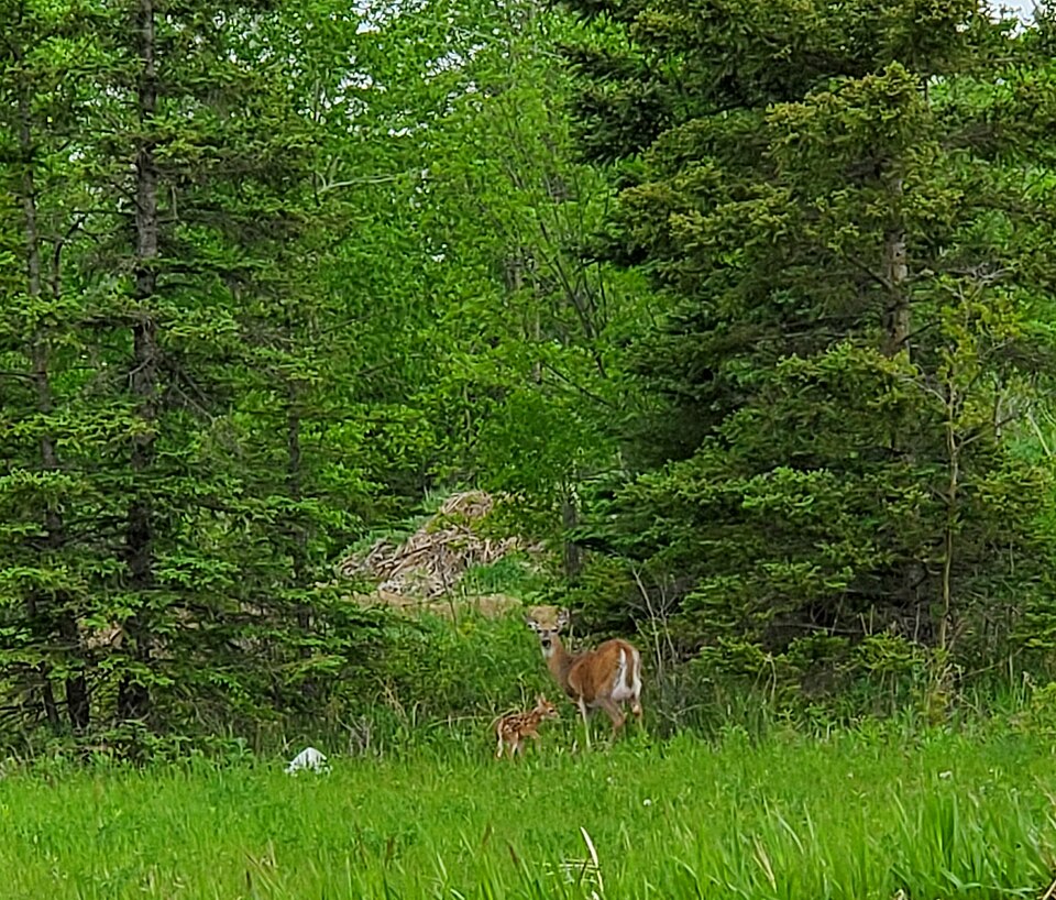 File:Greenwater Provincial Park.jpg