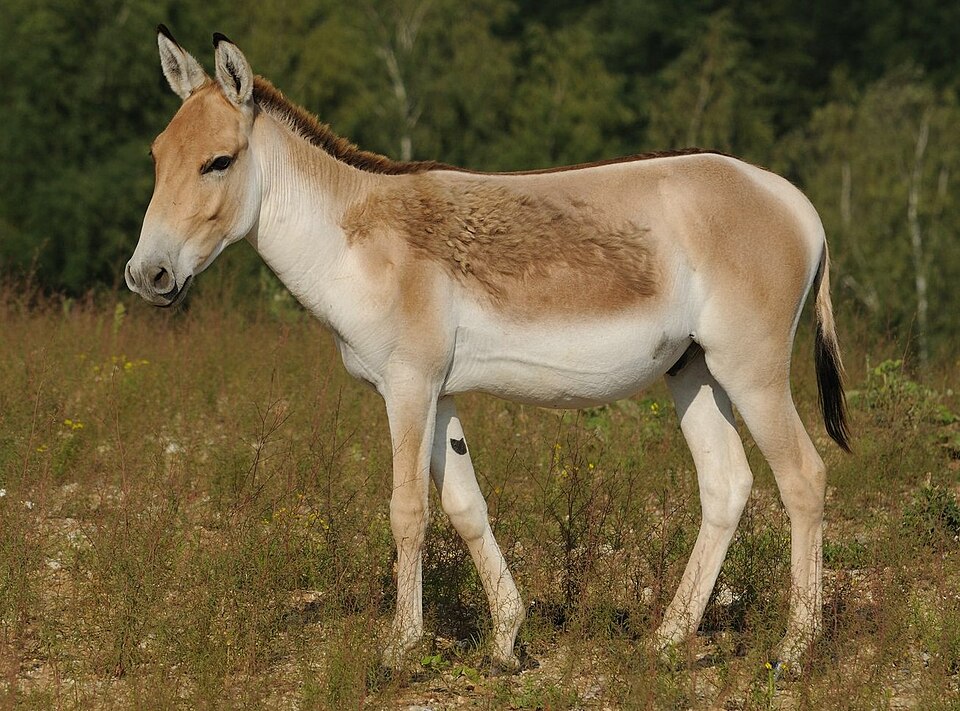 File:Kulan (cropped).jpg