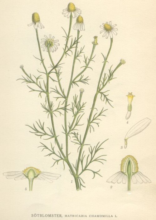 File:Matricaria chamomilla.jpg