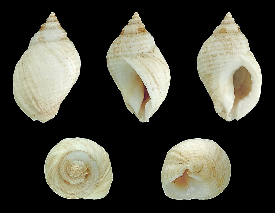 File:Nucella lapillus 01.JPG