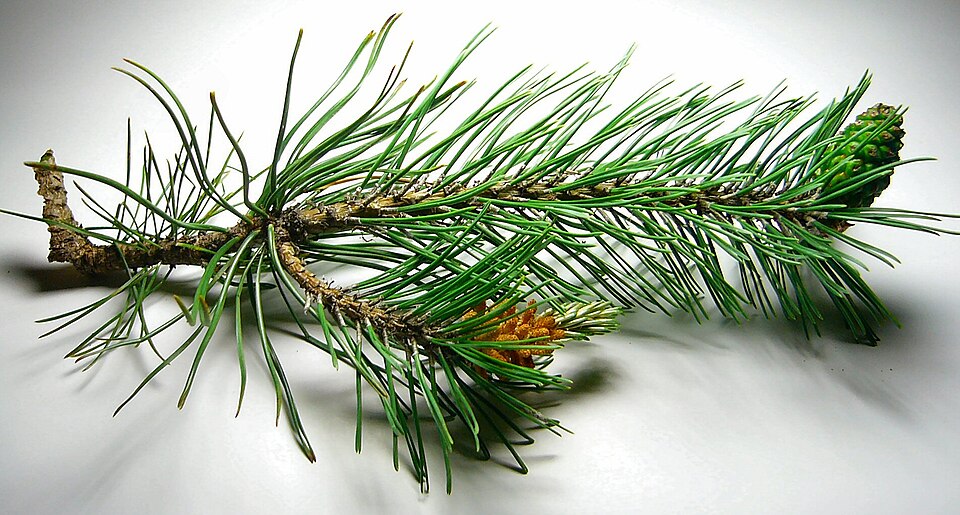 File:Pine cones, male and female.jpg