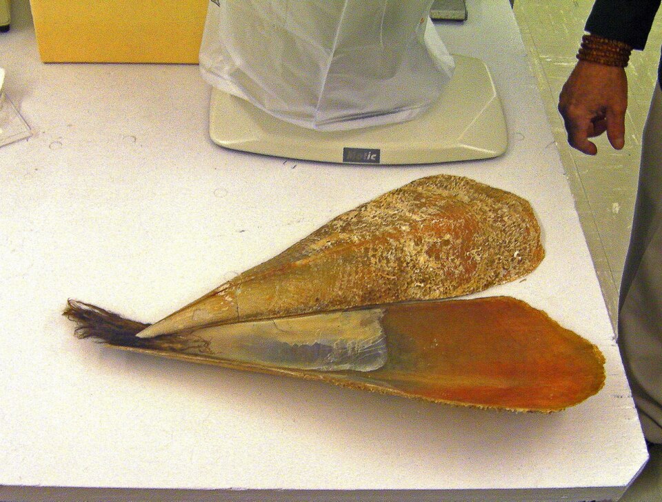File:Pinna noblis shell & byssus.JPG