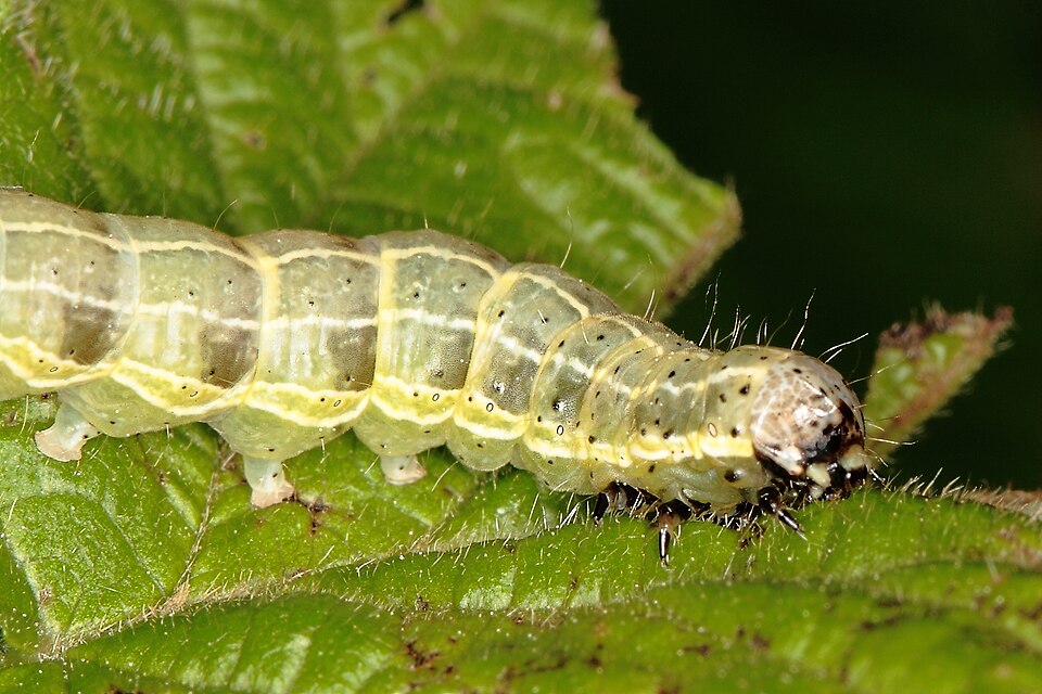 File:Raupe 5092.JPG