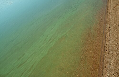 Cyanobacteria in Lake Köyliö.