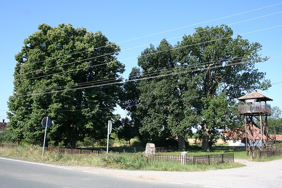 File:Trbušac 007.jpg
