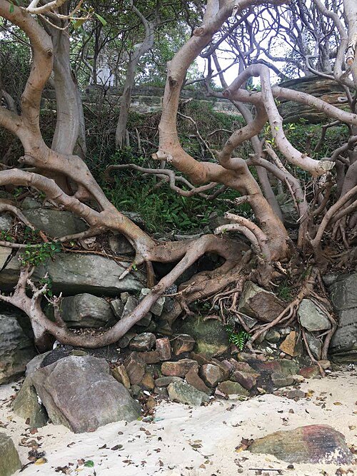 File:Tree branches and roots.jpg