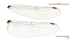 Male Austrosynthemis cyanitincta wings