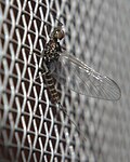 Male imago, my porch screen.  Thanks again to Roger Rohrbeck at BugGuide.net.