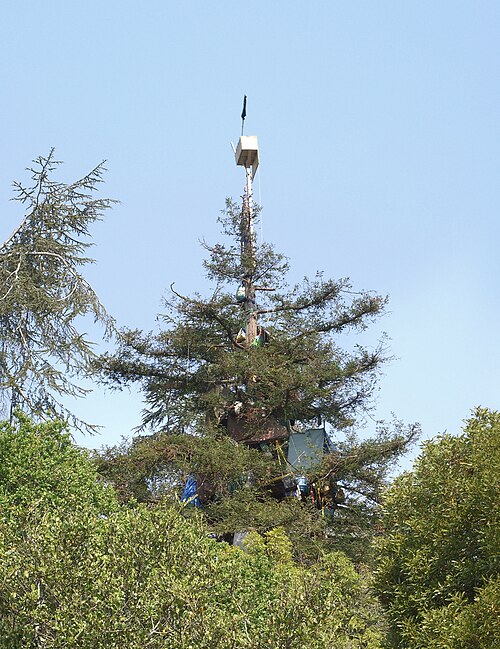 File:Berkeley Oak Grove Tree-sitter Camp.jpg