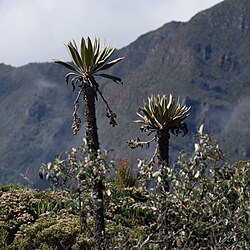Frailejones in Chingaza National Natural Park, part of the high-mountain ecosystems supplying the Bogotá Region