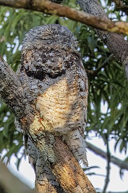 Great potoo Nyctibius grandis Ecuador