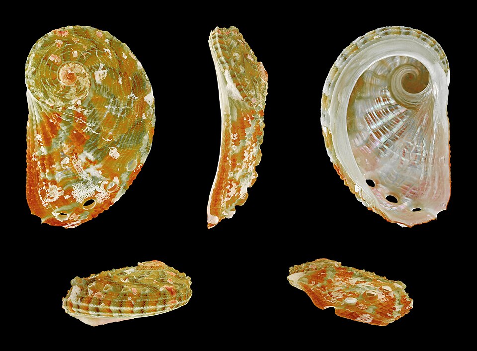 File:Haliotis clathrata 01.JPG