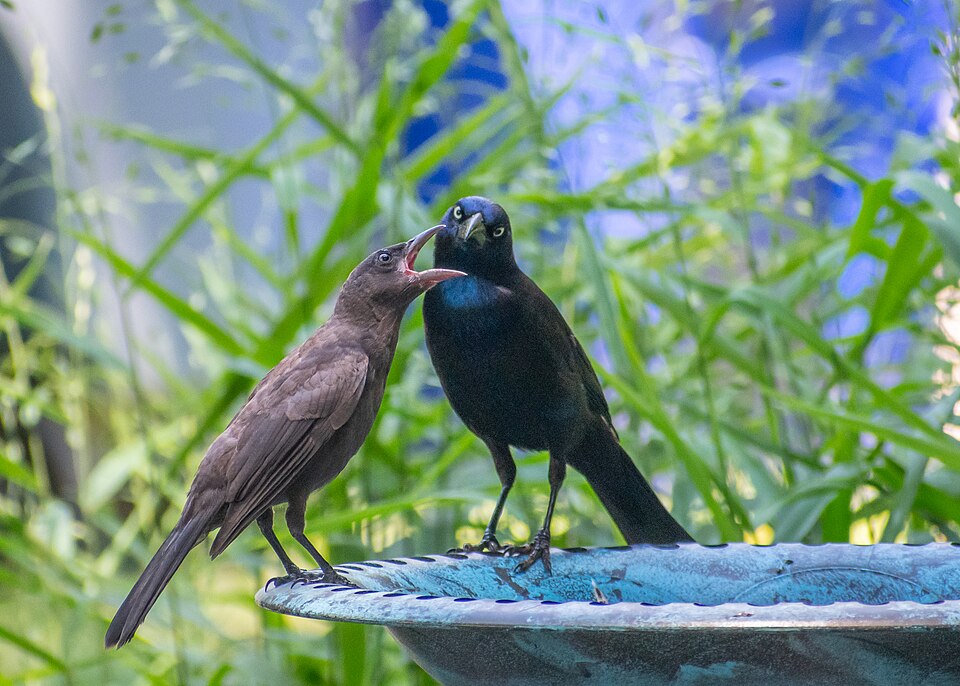 File:Juvenile and adult Common Grackle.jpg