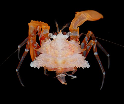 Crab