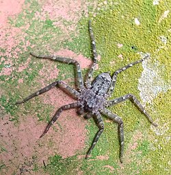 S. formosanus
