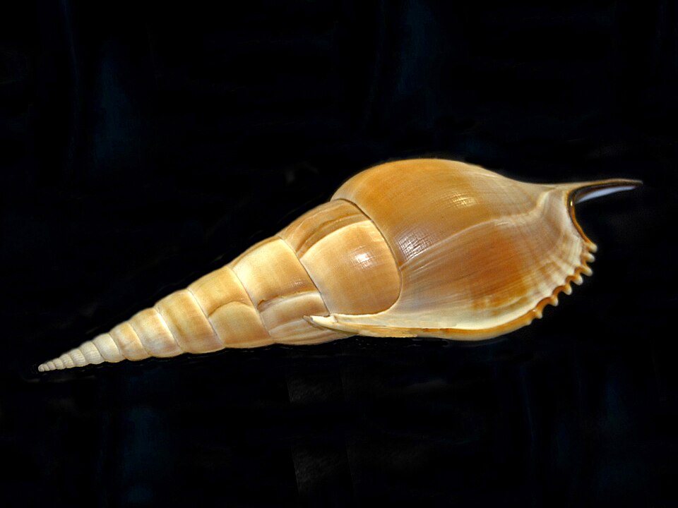 File:Strombidae - Tibia insulaechorab.jpg