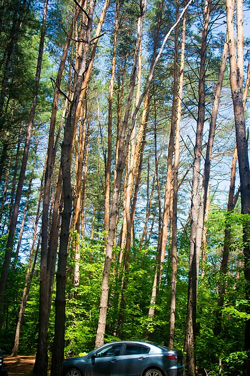 File:Tall trees in woods.jpg