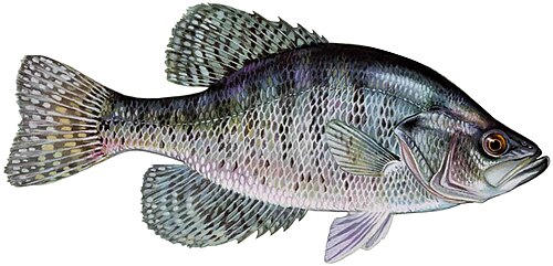 White Crappie (pomoxis annularis)