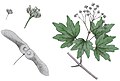 Field maple